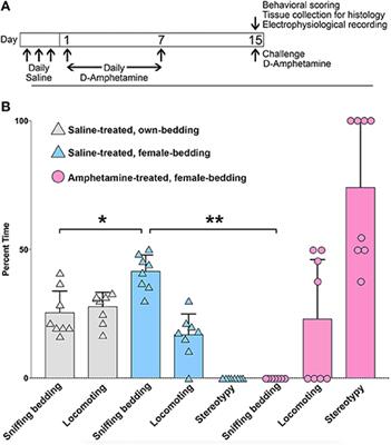 Striatal Cholinergic Interneurons Modulate Spike-Timing in Striosomes and Matrix by an Amphetamine-Sensitive Mechanism